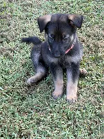 German Shepherd Pink Female, a female German Shepherd Dog for sale in Patrick Springs, VA – 4 of 5