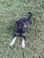 German Shepherd Dark Blue, a male German Shepherd Dog for sale in Patrick Springs, VA – 4 of 4
