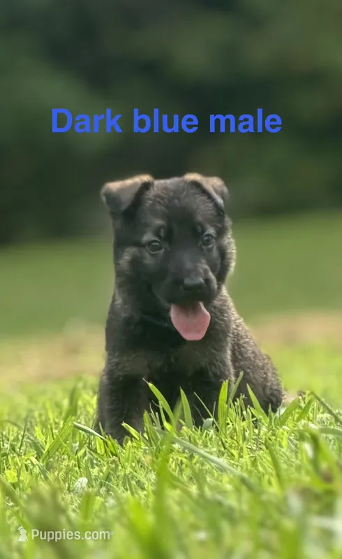 German Shepherd Dark Blue – German Shepherd Dog puppy for sale in Patrick Springs, VA