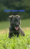German Shepherd Dark Blue, a male German Shepherd Dog for sale in Patrick Springs, VA – 1 of 4