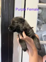 German Shepherd Purple Female, a female German Shepherd Dog for sale in Stuart, VA – 2 of 2