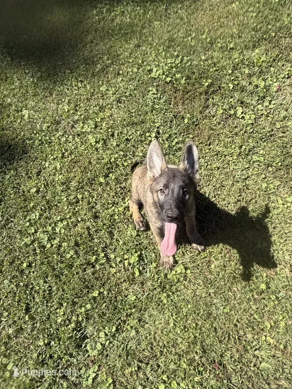 German Shepherd Light Blue Male – German Shepherd Dog puppy for sale in Patrick Springs, VA