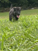German Shepherd Gray Male, a male German Shepherd Dog for sale in Patrick Springs, VA – 3 of 4