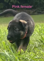 German Shepherd Pink Female, a female German Shepherd Dog for sale in Patrick Springs, VA – 3 of 5
