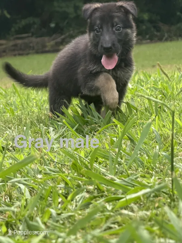 German Shepherd Gray Male – German Shepherd Dog puppy for sale in Patrick Springs, VA