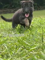 German Shepherd Gray Male, a male German Shepherd Dog for sale in Patrick Springs, VA – 1 of 4