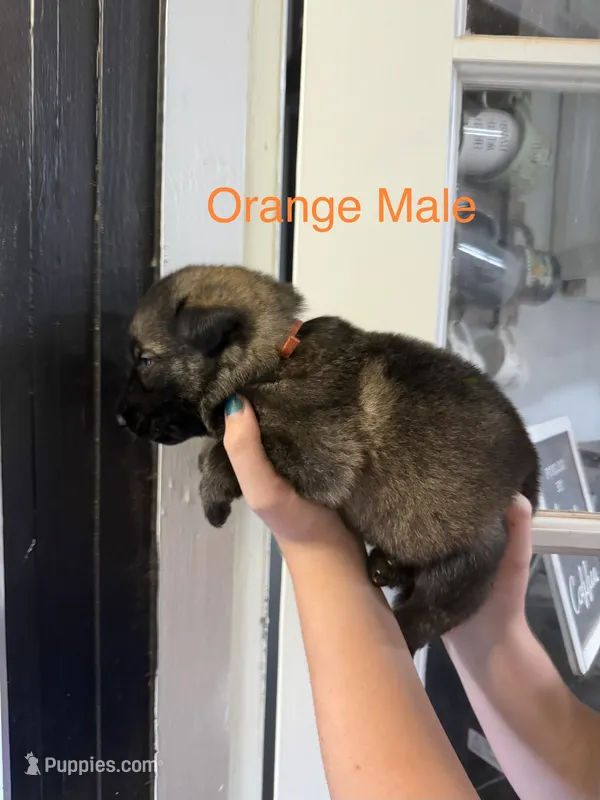German Shepherd Orange Male – German Shepherd Dog puppy for sale in Stuart, VA