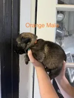 German Shepherd Orange Male, a male German Shepherd Dog for sale in Stuart, VA – 1 of 2