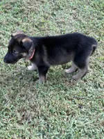 German Shepherd Pink Female, a female German Shepherd Dog for sale in Patrick Springs, VA – 5 of 5