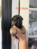 German Shepherd Red Male, a male German Shepherd Dog for sale in Stuart, VA – 3 of 3