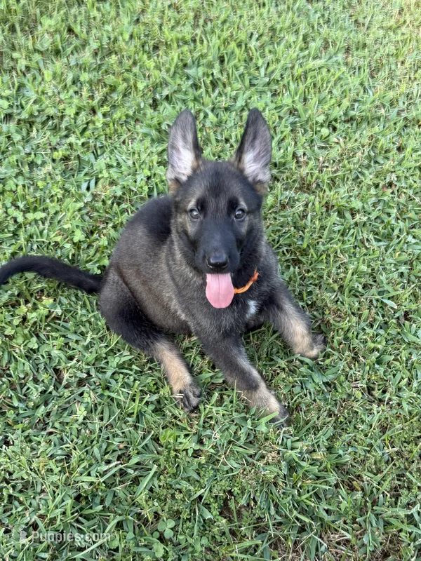 German Shepherd Orange Male – German Shepherd Dog puppy for sale in Patrick Springs, VA