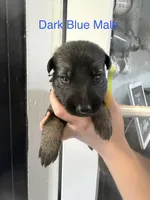 German Shepherd Dark Blue, a male German Shepherd Dog for sale in Stuart, VA – 2 of 3