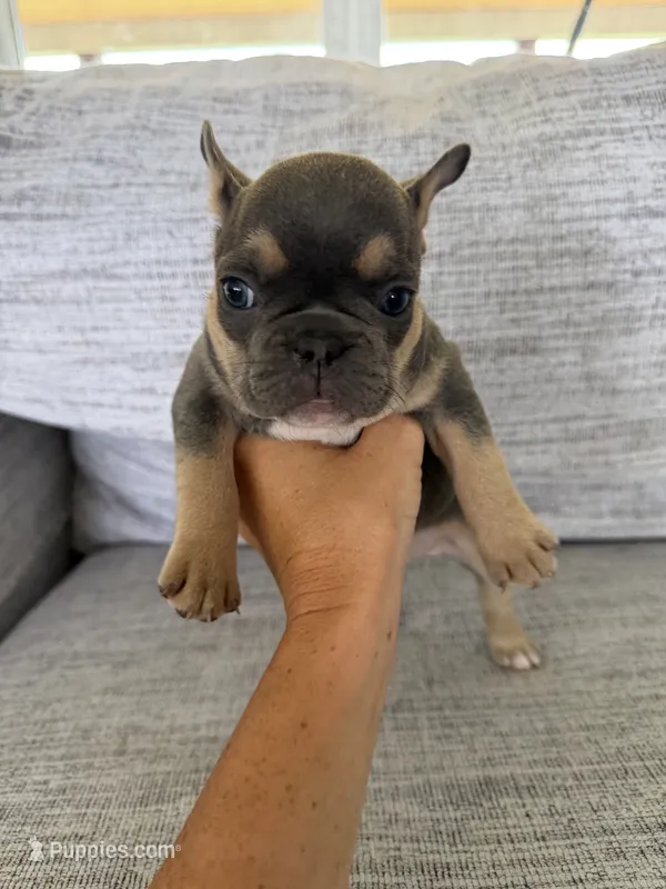 Julep – French Bulldog puppy for sale in Georgetown, KY