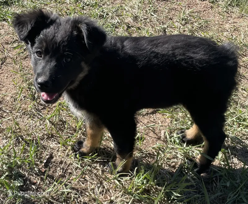 Becky – Australian Shepherd puppy for sale in Mora, NM