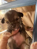 Carmella, a female Morkie for sale in Mora, NM – 1 of 2