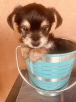 Ryan, a male Morkie for sale in Mora, NM – Photo 4 of 4