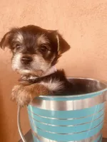 Ryan, a male Morkie for sale in Mora, NM – Photo 2 of 4