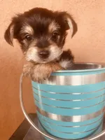 Ryan, a male Morkie for sale in Mora, NM – Photo 1 of 4