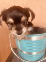 Ryan, a male Morkie for sale in Mora, NM – Photo 3 of 4