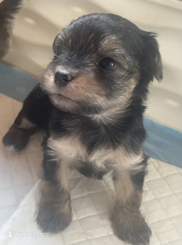 Cash, a male Morkie for sale in Mora, NM – 1 of 6