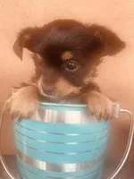 Shamus, a male Morkie for sale in Mora, NM – Photo 3 of 3