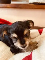 Ryan, a male Morkie for sale in Mora, NM – Photo 7 of 7