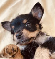 Shamus, a male Morkie for sale in Mora, NM – Photo 2 of 3