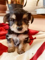 Ryan, a male Morkie for sale in Mora, NM – Photo 2 of 7