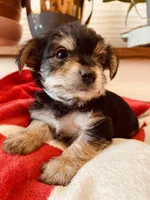 Ryan, a male Morkie for sale in Mora, NM – Photo 4 of 7