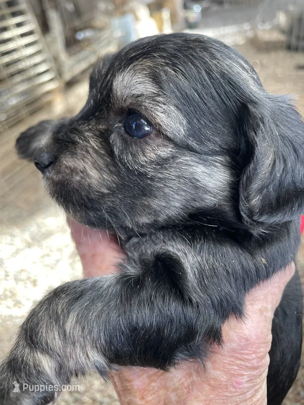 Charlie, a male Morkie for sale in Mora, NM – 1 of 4