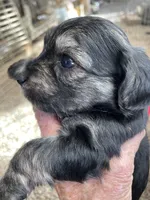 Charlie, a male Morkie for sale in Mora, NM – 1 of 4