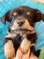 Paddy, a male Morkie for sale in Mora, NM – Photo 3 of 4