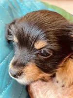 Paddy, a male Morkie for sale in Mora, NM – Photo 2 of 4