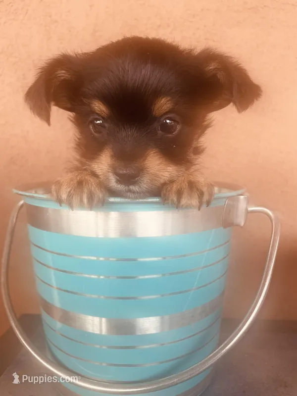 Paddy, a male Morkie for sale in Mora, NM – Photo 1 of 4