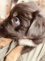 Burt, a male Australian Shepherd for sale in Mora, NM – 2 of 2