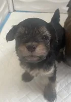 Cash, a male Morkie for sale in Mora, NM – 3 of 6