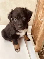 Betty, a female Australian Shepherd for sale in Mora, NM – 6 of 6