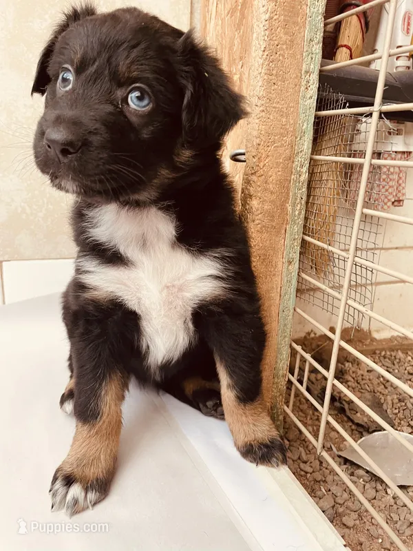 Betty – Australian Shepherd puppy for sale in Mora, NM