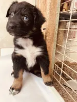 Betty, a female Australian Shepherd for sale in Mora, NM – 1 of 6