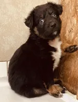 Betty, a female Australian Shepherd for sale in Mora, NM – 2 of 6
