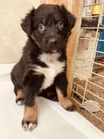 Betty, a female Australian Shepherd for sale in Mora, NM – 5 of 6