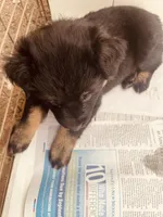 Betty, a female Australian Shepherd for sale in Mora, NM – 4 of 6