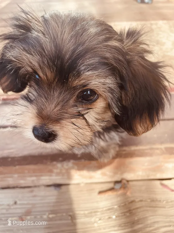 Shamus – Morkie puppy for sale in Mora, NM