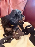 Shamus, a male Morkie for sale in Mora, NM – Photo 10 of 10