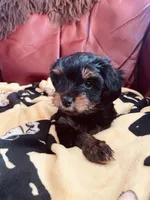 Shamus, a male Morkie for sale in Mora, NM – Photo 9 of 10