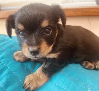 Shamus, a male Morkie for sale in Mora, NM – Photo 2 of 2