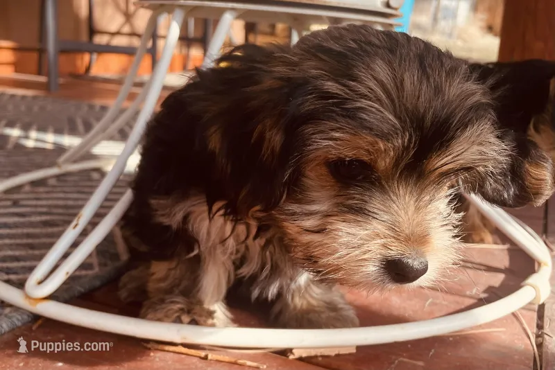Shamus – Morkie puppy for sale in Mora, NM