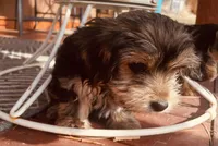 Shamus, a male Morkie for sale in Mora, NM – Photo 4 of 10