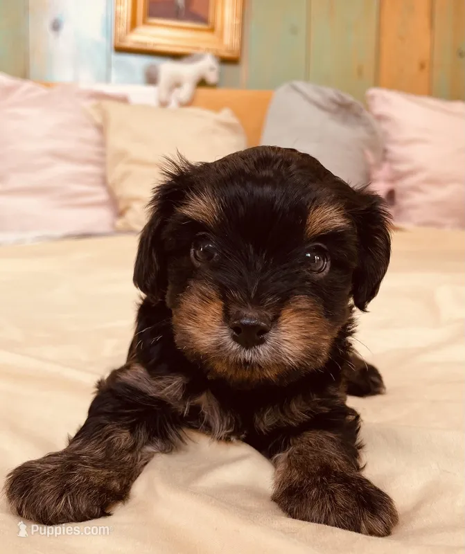 Shamus, a male Morkie for sale in Mora, NM – Photo 1 of 2