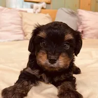 Shamus, a male Morkie for sale in Mora, NM – Photo 6 of 10